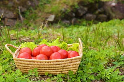 ゆたぽん【トマトメイド】 あまいトマト GABA＆リラックス カゴメの通信販売 トマトジュース